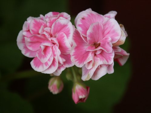 Frou Frou  - Zonalpelargoner.